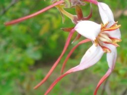 Strophanthus luteolus flowering stem-tip